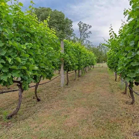 Maslina * Podgoriçe