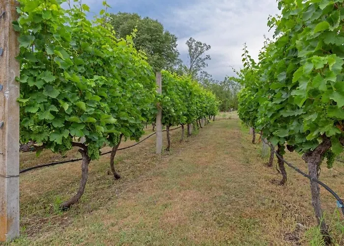 Maslina * Podgoriçe